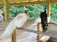 *10* Peafowl Peacock Hatching Eggs Amazing Mixed Group! *NPIP*
