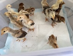 15+ Indio Gigante Hatching Eggs. Brazil NPIP ~ AI. TALLEST CHICKEN IN WORLD 🌎