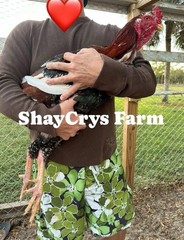 15+ Indio Gigante Hatching Eggs. Brazil NPIP ~ AI. TALLEST CHICKEN IN WORLD 🌎