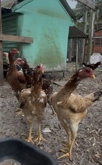 15+ Indio Gigante Hatching Eggs. Brazil NPIP ~ AI. TALLEST CHICKEN IN WORLD 🌎
