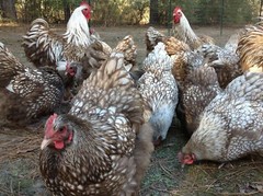 12+ Chocolate Silver Laced Orpington Hatching Eggs Large Fowl