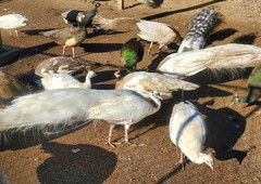 *10* Peafowl Peacock Hatching Eggs Amazing Mixed Group! *NPIP*