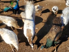 *10* Peafowl Peacock Hatching Eggs Amazing Mixed Group! *NPIP*