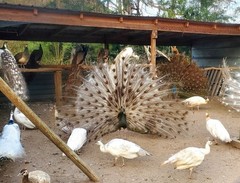 *10* Peafowl Peacock Hatching Eggs Amazing Mixed Group! *NPIP*