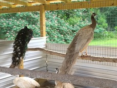 *10* Peafowl Peacock Hatching Eggs Amazing Mixed Group! *NPIP*