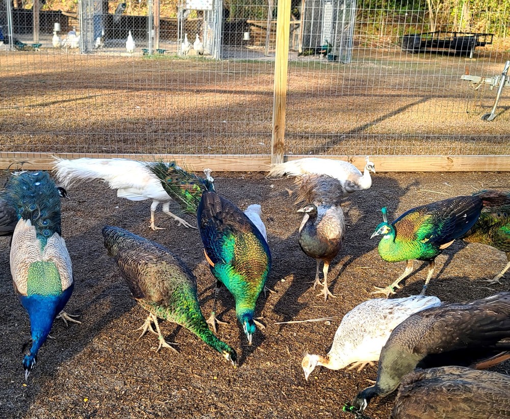 *10* Peafowl Peacock Hatching Eggs Amazing Mixed Group! *NPIP*