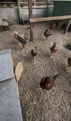 15+ Indio Gigante Hatching Eggs. Brazil NPIP ~ AI. TALLEST CHICKEN IN WORLD 🌎