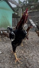 15+ Indio Gigante Hatching Eggs. Brazil NPIP ~ AI. TALLEST CHICKEN IN WORLD 🌎