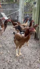 15+ Indio Gigante Hatching Eggs. Brazil NPIP ~ AI. TALLEST CHICKEN IN WORLD 🌎