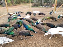 *10* Peafowl Peacock Hatching Eggs Amazing Mixed Group! *NPIP*