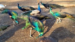 *10* Peafowl Peacock Hatching Eggs Amazing Mixed Group! *NPIP*