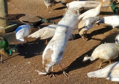 *10* Peafowl Peacock Hatching Eggs Amazing Mixed Group! *NPIP*