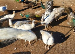 *10* Peafowl Peacock Hatching Eggs Amazing Mixed Group! *NPIP*