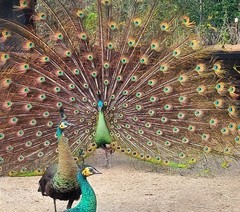 *5* High % Emerald Spalding Peacock Peafowl Hatching Eggs! *NPIP*