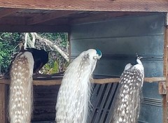 *10* Peafowl Peacock Hatching Eggs Amazing Mixed Group! *NPIP*