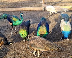 *10* Peafowl Peacock Hatching Eggs Amazing Mixed Group! *NPIP*