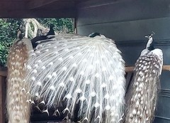 *10* Peafowl Peacock Hatching Eggs Amazing Mixed Group! *NPIP*
