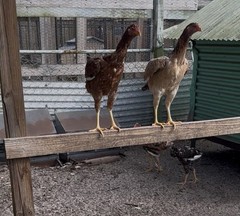 15+ Indio Gigante Hatching Eggs. Brazil NPIP ~ AI. TALLEST CHICKEN IN WORLD 🌎