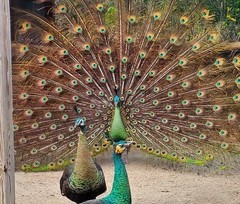 *5* High % Emerald Spalding Peacock Peafowl Hatching Eggs! *NPIP*