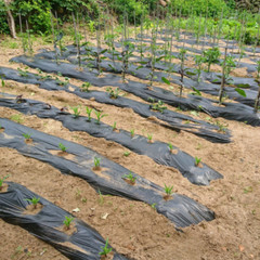 Farm Plastic Supply – Poly Cover Black Polyethylene Plastic Sheeting