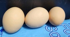 1 DOZEN PUREBRED ALOHA CHICKEN HATCHING EGGS – 1 Dozen Fertile Eggs