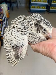 36 – Celadon (100% True Blue) & Jumbo Pearl Fee Coturnix Quail Hatching Eggs