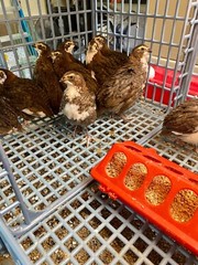 36 – Celadon (100% True Blue) & Jumbo Pearl Fee Coturnix Quail Hatching Eggs