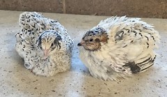 36 – Celadon (100% True Blue) & Jumbo Pearl Fee Coturnix Quail Hatching Eggs