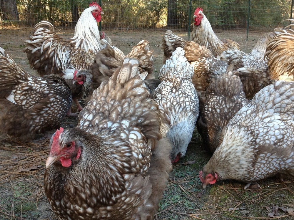12+ Chocolate Silver Laced Orpington Hatching Eggs Large Fowl