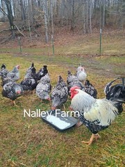 Silver Laced Wyandotte (6) 🐣 fertilized hatching eggs.Please read description.