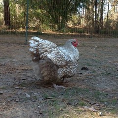 12+ Chocolate Silver Laced Orpington Hatching Eggs Large Fowl