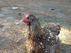 12+ Chocolate Silver Laced Orpington Hatching Eggs Large Fowl