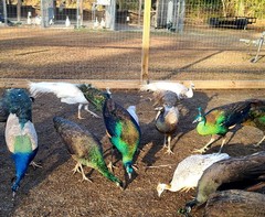 *10* Peafowl Peacock Hatching Eggs Amazing Mixed Group! *NPIP*