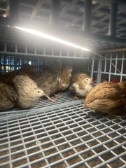 36 – Celadon (100% True Blue) & Jumbo Pearl Fee Coturnix Quail Hatching Eggs