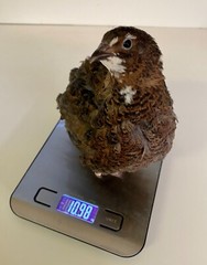 36 – Celadon (100% True Blue) & Jumbo Pearl Fee Coturnix Quail Hatching Eggs