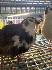 36 – Celadon (100% True Blue) & Jumbo Pearl Fee Coturnix Quail Hatching Eggs