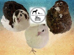 36 – Celadon (100% True Blue) & Jumbo Pearl Fee Coturnix Quail Hatching Eggs