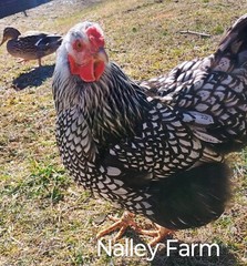 Silver Laced Wyandotte (6) 🐣 fertilized hatching eggs.Please read description.