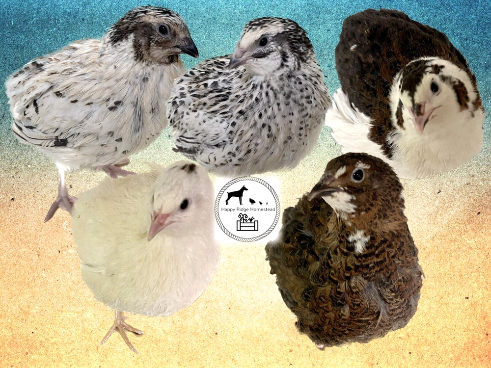 36 – Celadon (100% True Blue) & Jumbo Pearl Fee Coturnix Quail Hatching Eggs