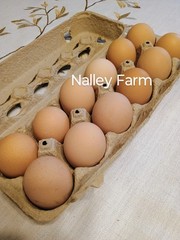 Silver Laced Wyandotte (6) 🐣 fertilized hatching eggs.Please read description.