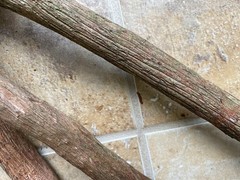 24″ NC Mountain Laurel Decorative Wood for Carving, Crafts, Wedding, Party Decor