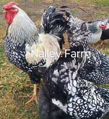 Silver Laced Wyandotte (6) 🐣 fertilized hatching eggs.Please read description.