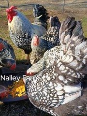 Silver Laced Wyandotte (6) 🐣 fertilized hatching eggs.Please read description.
