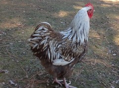 6 Chocolate Silver Laced Orpington Hatching Eggs Large Fowl