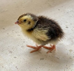 36 – Celadon (100% True Blue) & Jumbo Pearl Fee Coturnix Quail Hatching Eggs