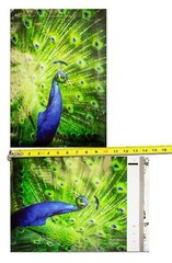 10×13″ Peacock and Parrots Combo Pack, Quality Bird Designer Mailer Shipping Bag