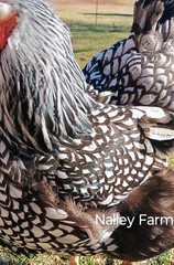Silver Laced Wyandotte (6) 🐣 fertilized hatching eggs.Please read description.