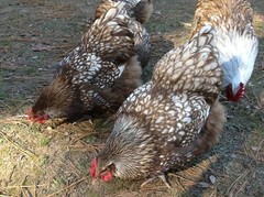 12+ Chocolate Silver Laced Orpington Hatching Eggs Large Fowl
