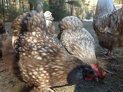 12+ Chocolate Silver Laced Orpington Hatching Eggs Large Fowl