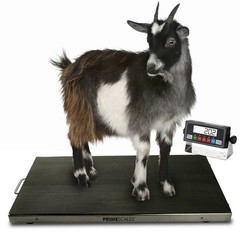 New PS-700AS 700×0.1lb 44″x22″ Vet Scale / Animal Scale / Small Livestock Scale